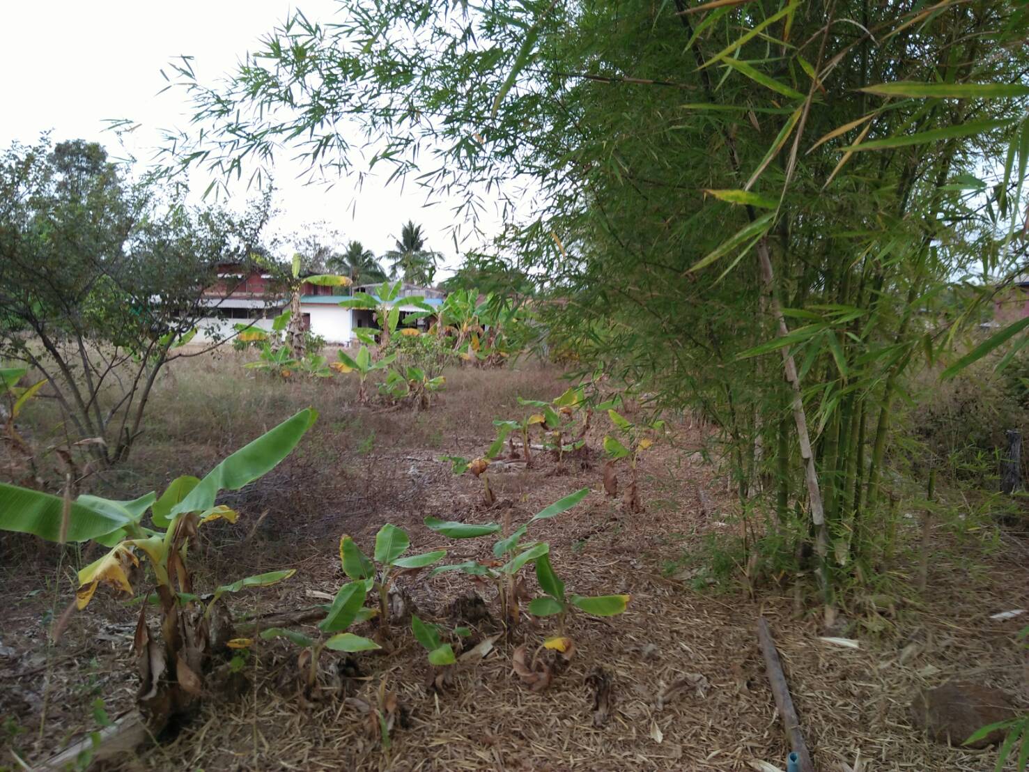 ขายที่ดิน 1-3-99.3 THB1,100,000 ต.พระบาทนาสิงห์, อ.รัตนวาปี, จ.หนองคาย