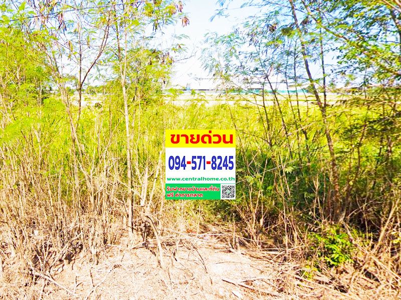 ที่ดิน 100 ตารางวา ซอย สังฆสันติสุข 58 หนองจอก กรุงเทพ ราคาถูก