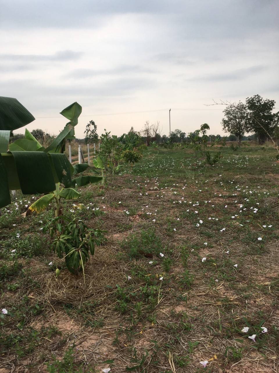 ขายที่ดิน 3-0-0 THB2,100,000  สามพร้าว เมือง อุดรธานี