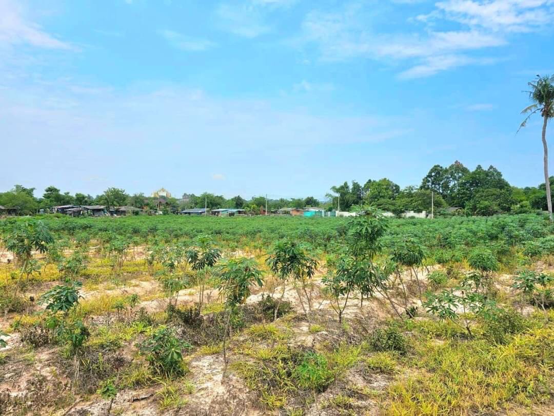 ขายที่ดิน หนองไม้แก่น อ.บางละมุง จ.ชลบุรี Land for sale Nong Mai Kaen, Banalamung, Chonburi 