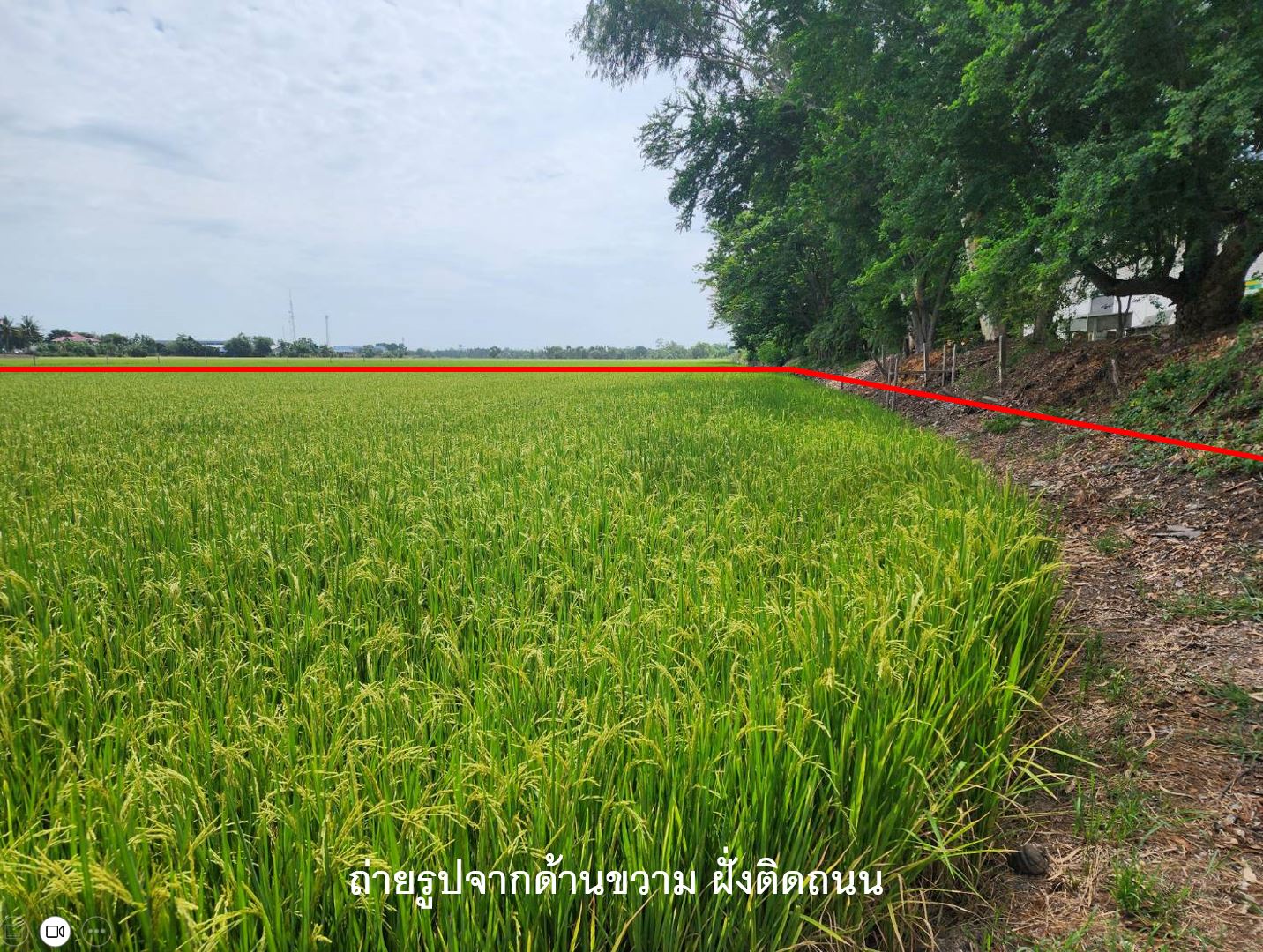 ขายที่ดินอำเภอเสนา 7ไร่ 3งาน 59ตรว.ที่สวยติดถนนลาดยาง ทำเลดี พระนครศรีอยุธยา(เจ้าของขายเอง)