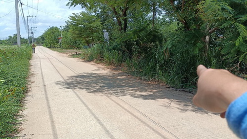 ขายที่ดิน 1 ไร่ หน้ากว้าง 24 เมตร ลึก 70  เมตร ภายในที่ดินปลูกต้นสัก และ ต้นยางนา ทำเลดี อยู่ใกล้ชุมชน ติดถนนคอนกรีตเส้นวัดพิกุลทอง