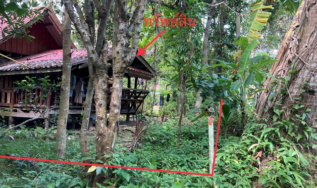 ขายบ้านเดี่ยวใกล้ โรงพยาบาลเกาะพะงัน อ.เกาะพะงัน จ.สุราษฎร์ธานี PKK02-14738