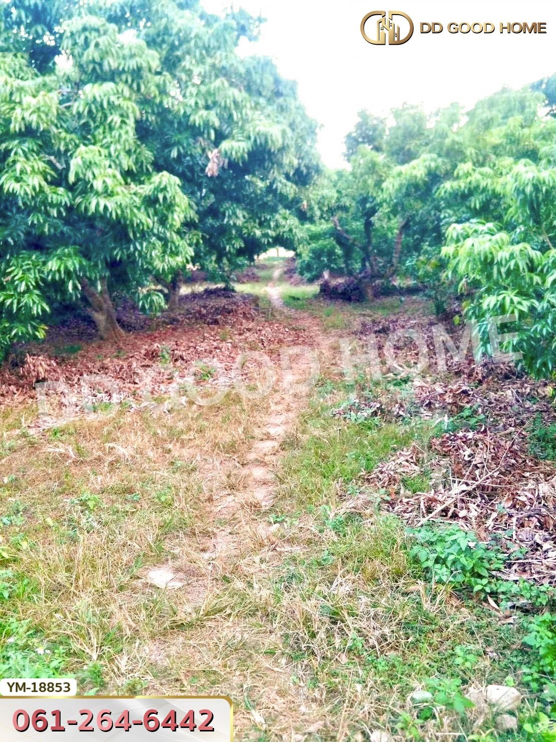 ที่ดิน อ.ฝาง 8 ไร่ 272 ตร.ว. เชียงใหม่