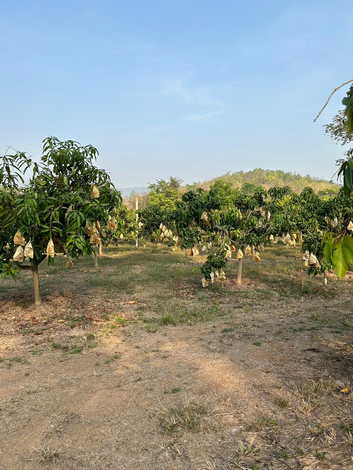 ขายสวนมะม่วงพร้อมสิ่งปลูกสร้าง ตำบลแม่มอก อำเภอเถิน จังหวัดลำปาง (เจ้าของขายเอง)