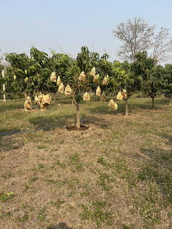 ขายสวนมะม่วงพร้อมสิ่งปลูกสร้าง ตำบลแม่มอก อำเภอเถิน จังหวัดลำปาง (เจ้าของขายเอง)