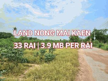 ขายที่ดิน หนองไม้แก่น อ.บางละมุง จ.ชลบุรี Land for sale Nong Mai Kaen, Banalamung, Chonburi 