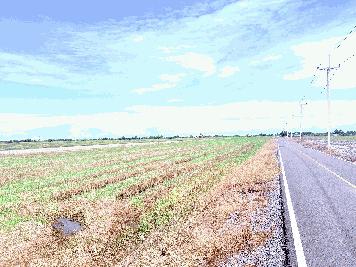 ขายที่ดินเปล่า ขนาดใหญ่  ราคาดี ทำเลบางเลน จ.นครปฐม